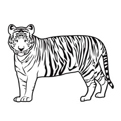 Obraz na płótnie Canvas Tiger outline vector