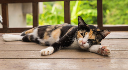 Cat sleeping on a wooden floor.