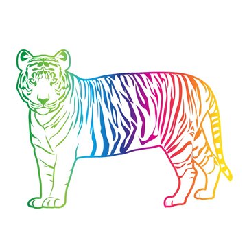 Tiger color vector