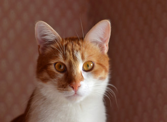 Red cat in interior, white and red brown, cat face