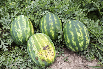 melon field with heaps of ripe watermelons in summer
