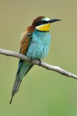 Obraz premium Gruccione