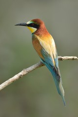 Fototapeta premium Zjadacz pszczół