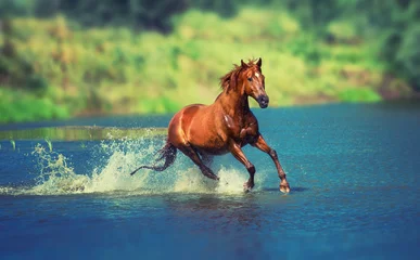 Deurstickers paard © ashva