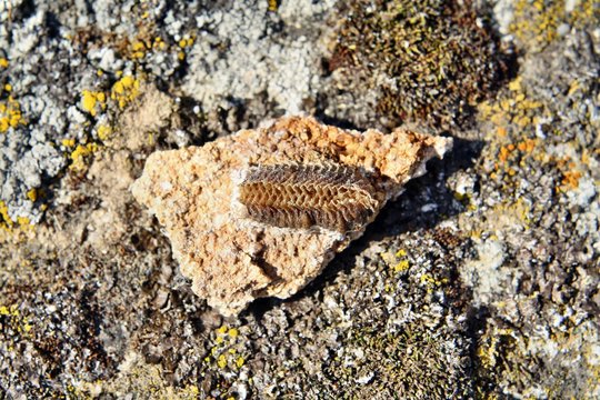 Ooteca di mantide religiosa