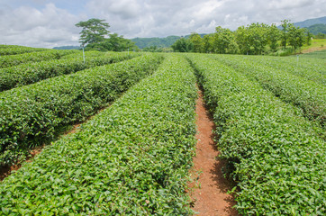 Fototapeta na wymiar Tea plantations in the north of Thailand.