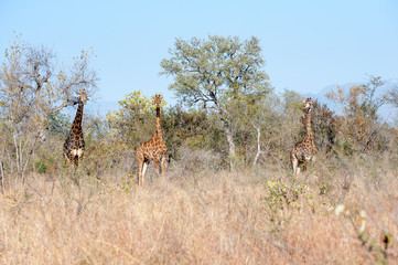 Three giraffe in a row