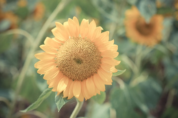 Obraz premium sunflower with filter effect retro vintage style