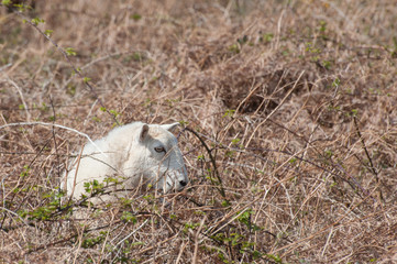 sheep trapped in rugged brambles and bracken