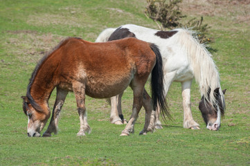 Obraz na płótnie Canvas welsh ponies grazing on moorland