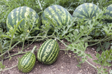 melon field with heaps of ripe watermelons in summer
