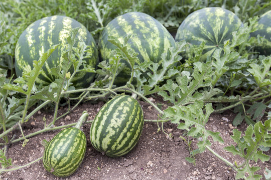 melon field with heaps of ripe watermelons in summer