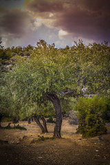 Old olive trees in Thassos, Greece