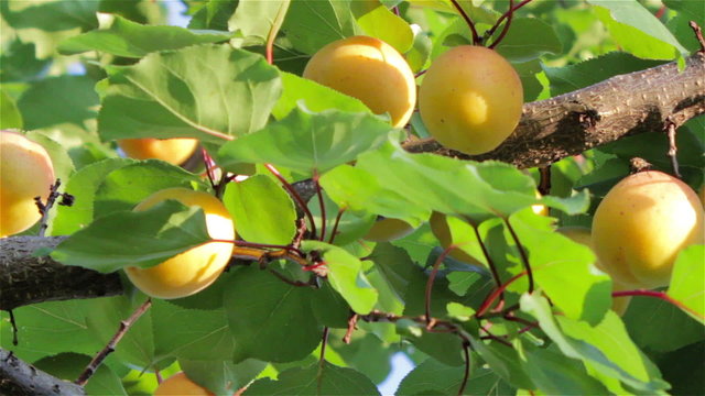 apricot twig