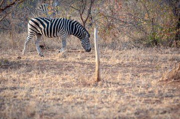 Obraz premium Single Zebra eating