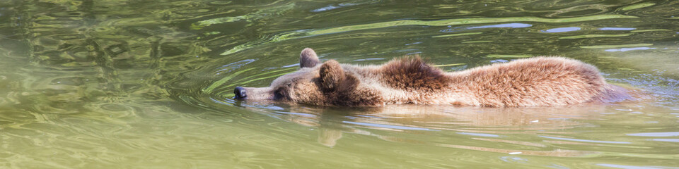 Fototapeta premium Braunbär schwimmt im See, Längsformat