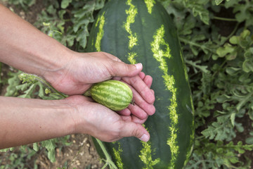 Naklejka na ściany i meble Picking watermelon in the field
