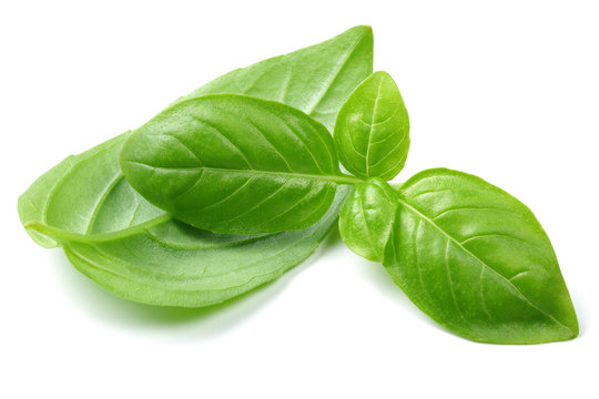 Fresh Basil