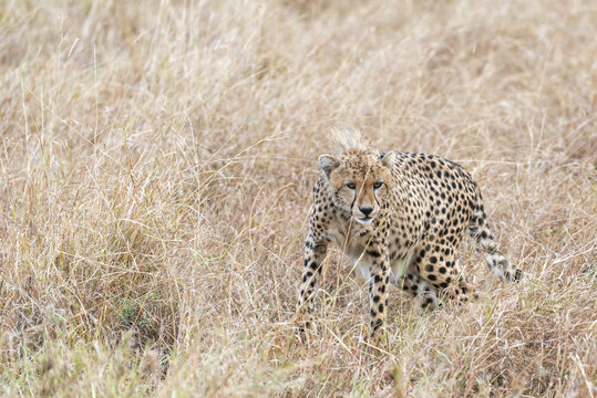African cheetah hunting