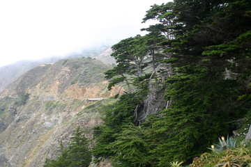 Tree in the Fog