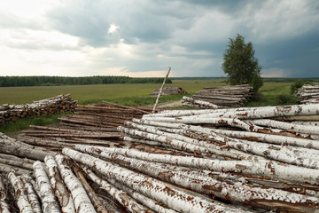 Fototapeta na wymiar Trunks of trees cut and stacked 