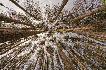Trees landscape.
