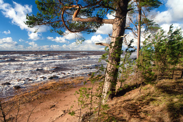 Pine trees on the shore of the Baltic Sea in a storm