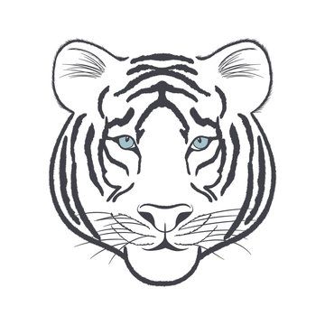 White Tiger head - vector iIllustration