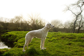 Obraz na płótnie Canvas weißer Hund steht gerade im Profil vor Abendhimmel mit Untergehender Sonne