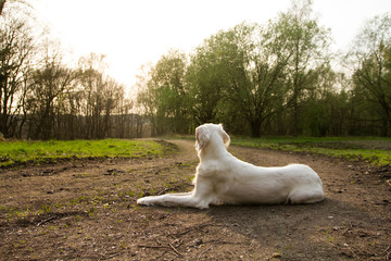 weißer Hund liegt Sphinx-ähnlich auf dem Waldweg und guckt der untergehenden Sonne entgegen
