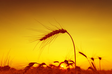 sun over grain field in summer