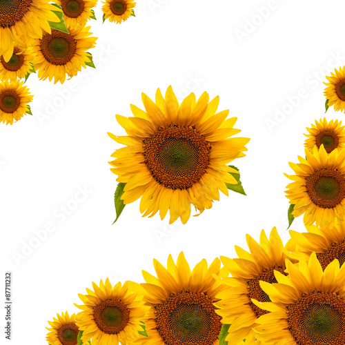 "A frame (border) made of sunflower heads" Stock photo and royalty-free