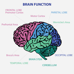 BRAIN FUNCTION VECTOR