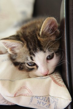 Chaton