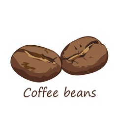 COFFEE BEANS VECTOR