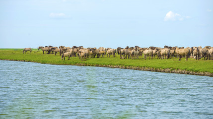 Herd of wild horses running along a river in summer © Naj
