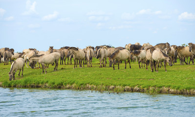 Obraz na płótnie Canvas Herd of wild horses running along a river in summer