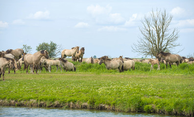 Fototapeta na wymiar Herd of wild horses running along a river in summer