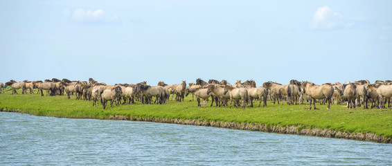 Herd of wild horses running along a river in summer © Naj