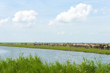 Herd of wild horses running along a river in summer