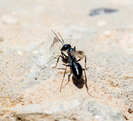 macro black winged ant stopped on a stone in a half-turn
