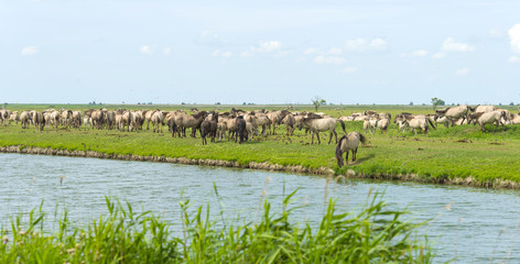 Herd of wild horses running along a river in summer © Naj