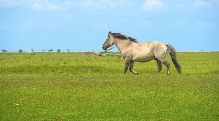 Wild horse running along a river in summer © Naj
