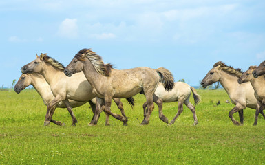 Herd of wild horses running in a field in summer