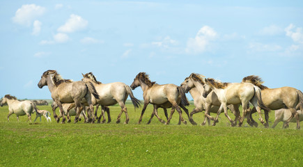 Herd of wild horses running in a field in summer © Naj