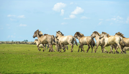 Herd of wild horses running in a field in summer © Naj