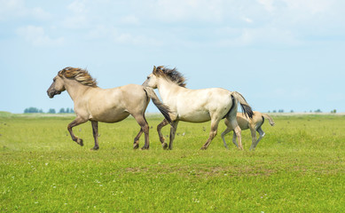 Obraz na płótnie Canvas Herd of wild horses running in a field in summer