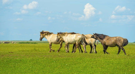 Naklejka na ściany i meble Herd of wild horses running in a field in summer