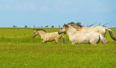 Herd of wild horses running in a field in summer