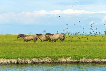 Herd of wild horses running along a river in summer